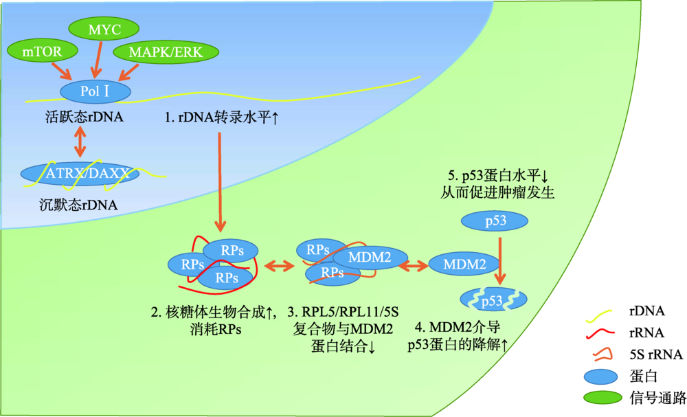 fig.  ribosomal proteins-mdm2-p53 pathway