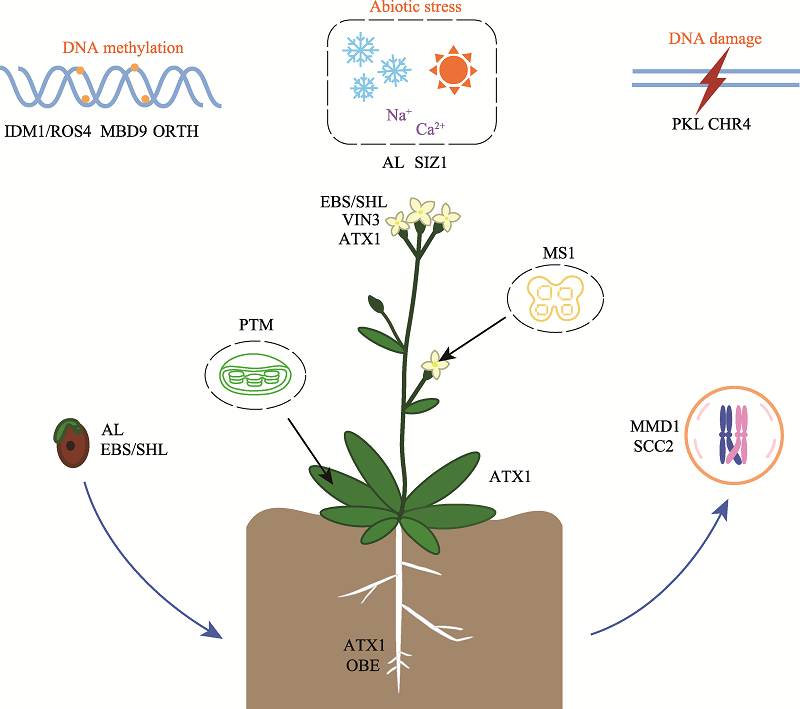 植物PHD结构域蛋白的结构与功能特性