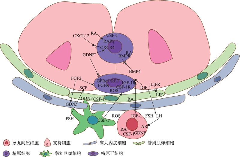 Progress on spermatogonial stem cell microenvironment